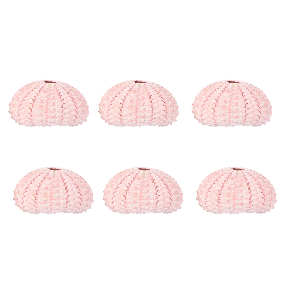 Aloe Vera Pot - 6 Pcs Decorate Sea ​​urchin Shell