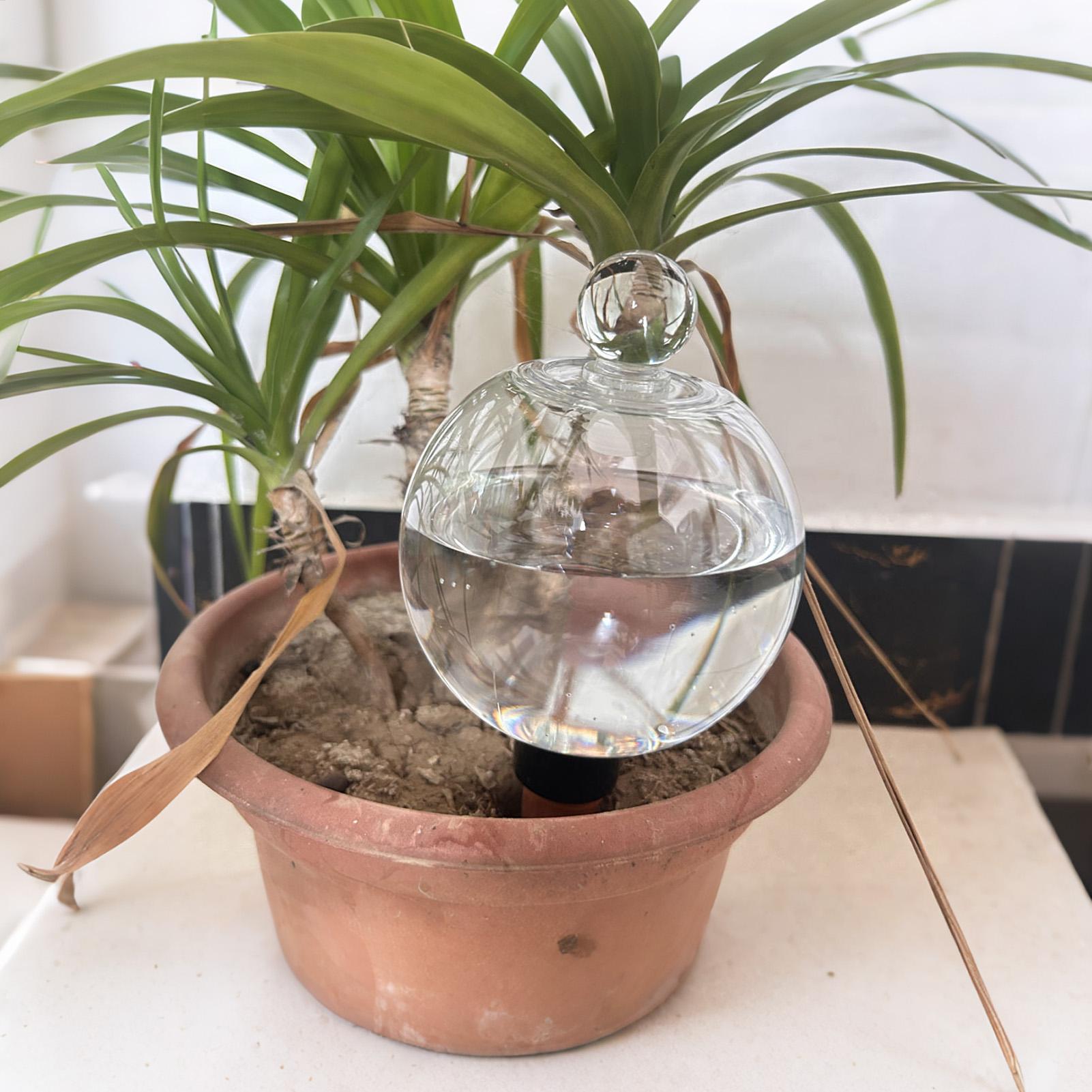 Plant Watering Bulbs 4pcs 500m - огляд і ціна Echeveria Succulent