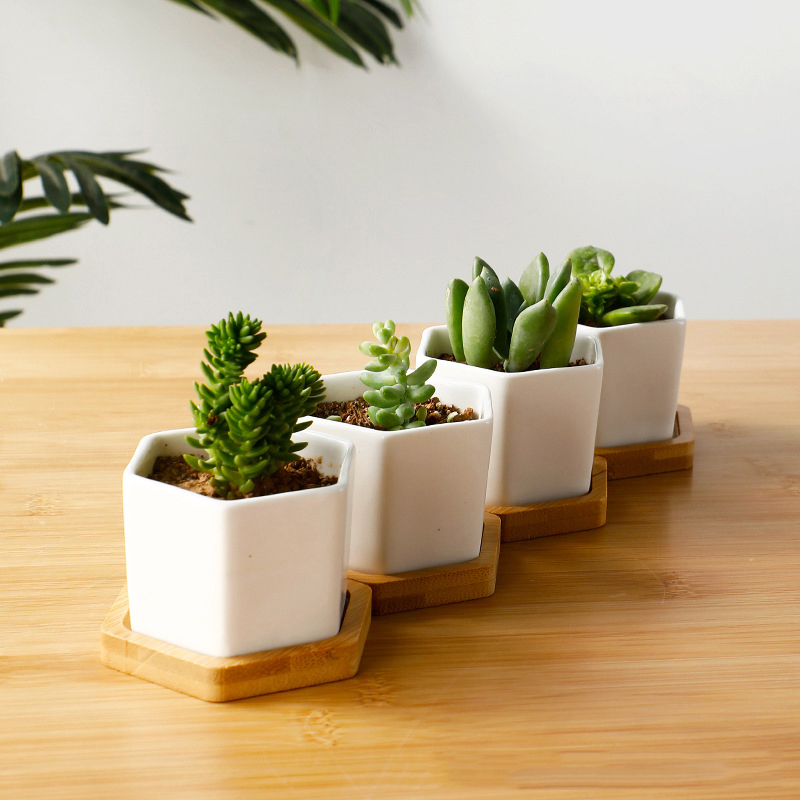 Ceramic Flowerpot White Hexago - огляд і ціна Aloe Vera Pot
