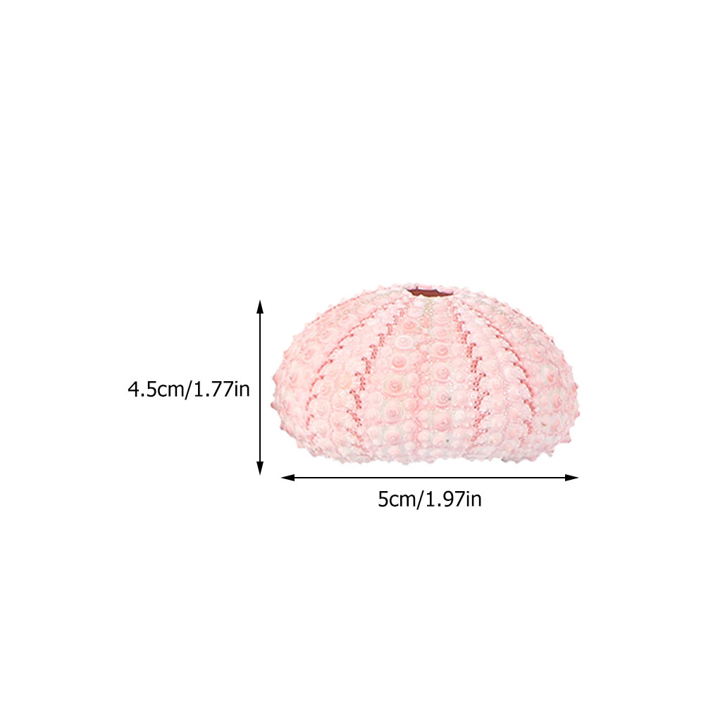 6 Pcs Decorate Sea ​​urchin Sh - огляд і ціна Aloe Vera Pot