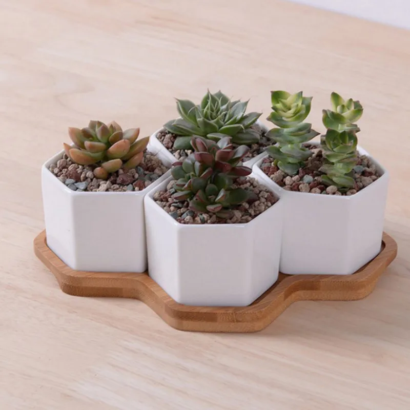 Set of 4/7/9/10 Hexagon Flower - огляд і ціна Aloe Vera Pot