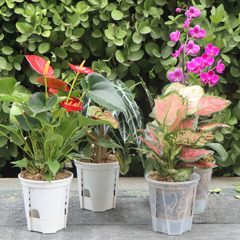 5pcs Transparent Orchid Pot wi - огляд і ціна Aloe Vera Pot